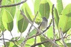 Inezia inornata