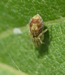 Dictynidae