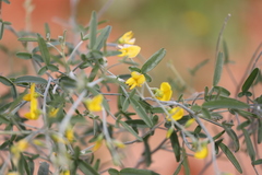 Crotalaria eremaea eremaea