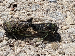 Neotibicen canicularis