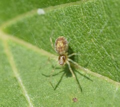 Dictynidae