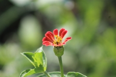 Zinnia peruviana