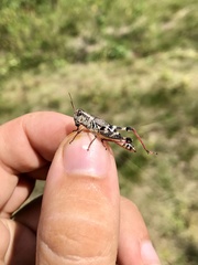 Melanoplus dawsoni