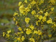 Hibbertia virgata