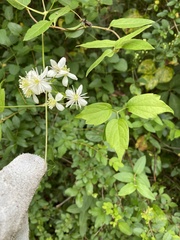 Clematis virginiana