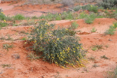 Crotalaria eremaea eremaea