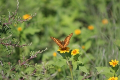 Euptoieta claudia