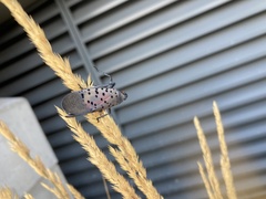 Lycorma delicatula