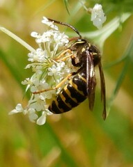 Dolichovespula arenaria
