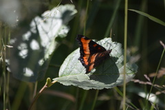 Aglais milberti