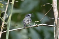 Inezia inornata