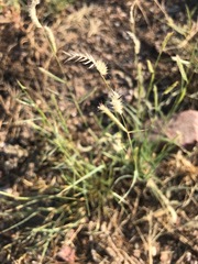 Bouteloua gracilis