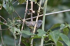 Inezia inornata
