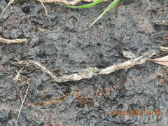 Diplacodes trivialis