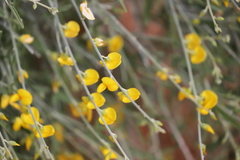 Crotalaria eremaea eremaea