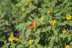Euptoieta claudia