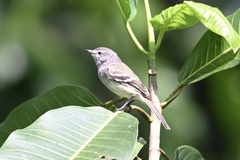 Inezia inornata