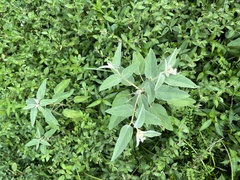 Croton