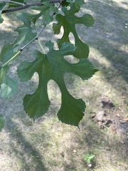 Morus nigra