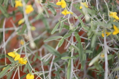 Crotalaria eremaea eremaea
