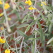 Crotalaria eremaea eremaea - Photo (c) Arthur Chapman, some rights reserved (CC BY-NC-SA), uploaded by Arthur Chapman