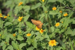 Euptoieta claudia