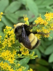 Bombus terricola