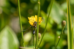 Sphecidae