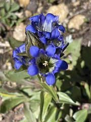 Gentiana parryi
