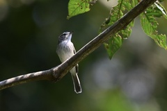 Inezia inornata