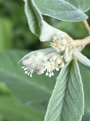 Croton