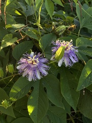 Passiflora incarnata