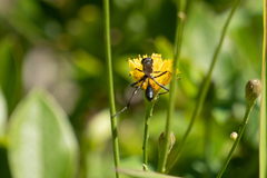 Sphecidae