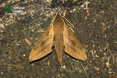 Theretra boisduvalii