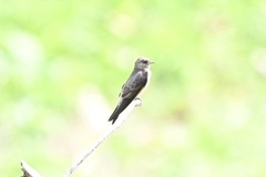 Stelgidopteryx ruficollis