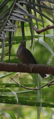 Thraupis sayaca