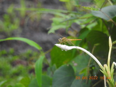 Crocothemis servilia