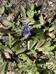 Gentiana parryi