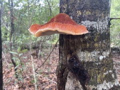 Inonotus