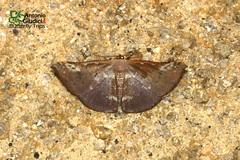 Auzeodes chalybaeata