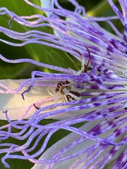 Misumenoides formosipes