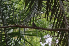 Thraupis sayaca
