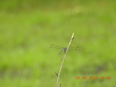 Potamarcha congener