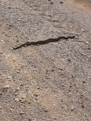 Crotalus atrox