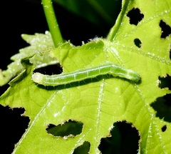 Noctuoidea