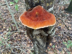 Inonotus
