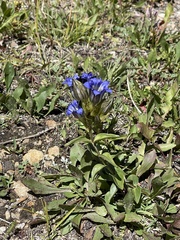 Gentiana parryi