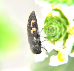 Acmaeodera setosa