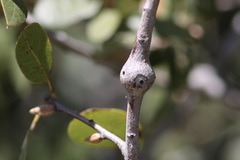 Callirhytis quercussuttoni