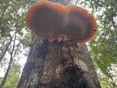 Inonotus